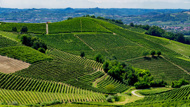 istock Vineyards near Barbaresco, Cuneo, in Langhe 1061651292