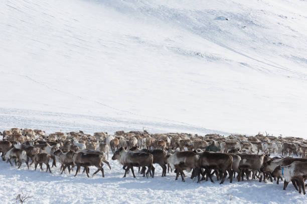 istock Several reindeers in winter, Yamal, Russia 1061657826