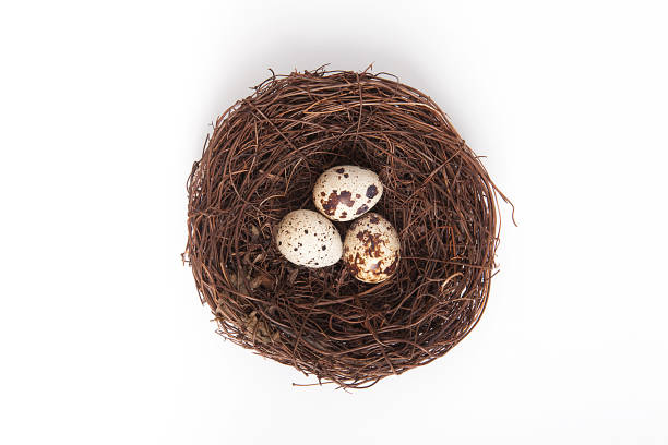istock Quail eggs in bird nest isolated on white background. 1061658146