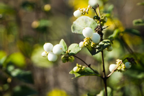 Symphoricarpos albus (Common Snowberry) plant with white berries. Selective focus. Shallow depth of field.