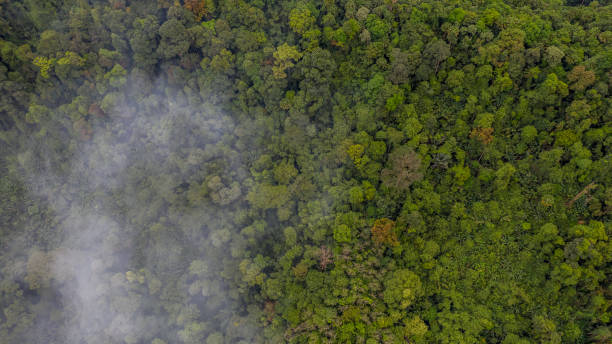 istock Aerial view of forest with mist, texture of forest. 1061661830