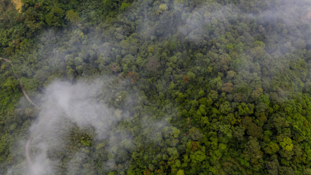 istock Aerial view of forest with mist, texture of forest. 1061661836