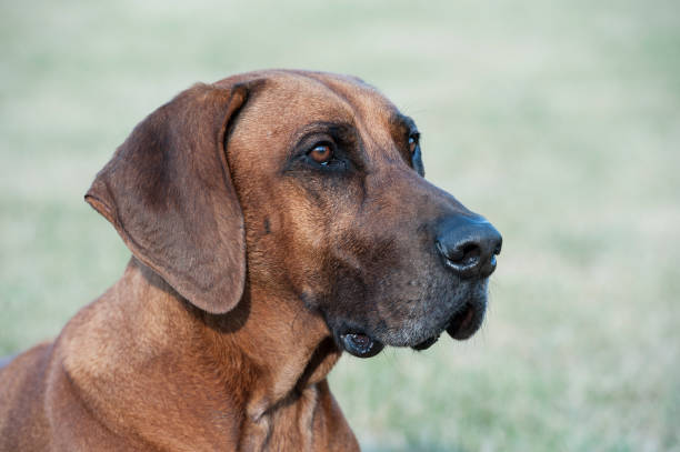 istock Rhodesian Ridgeback Male Portrait 1061666078