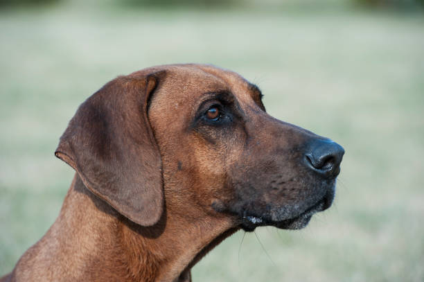 istock Rhodesian Ridgeback Male Portrait 1061666134