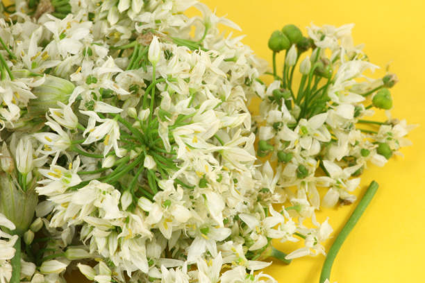 istock Green onion flowers separated into yellow background 1061669004