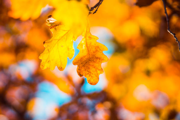 Oak's branches with beautiful golden leaves and acorns. Selective focus.