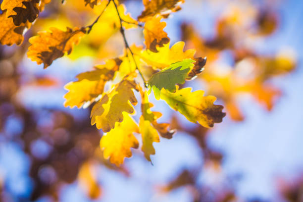 Oak's branches with beautiful golden leaves and acorns. Selective focus.