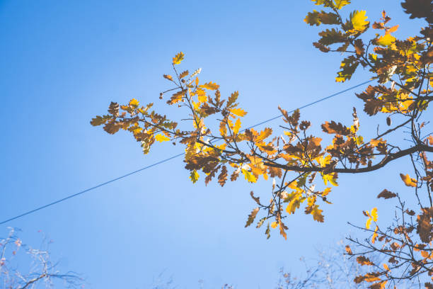 istock Oak's branches with beautiful golden leaves and acorns 1061670598