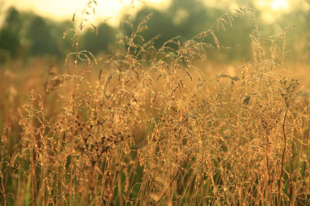 istock Tall grass covered with dew at sunrise. Dry grass with dew at dawn 1061671066