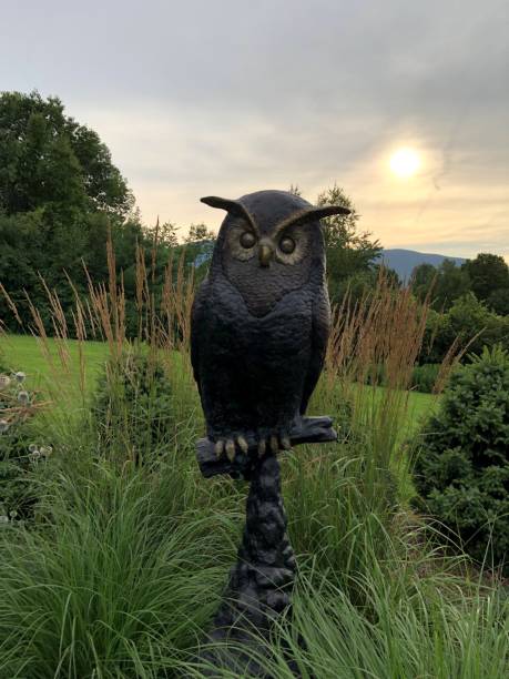 istock Perennial garden owl 1061671168