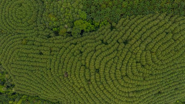 istock Aerial view rubber tree forest, Top view of rubber tree and leaf plantation. 1061673678