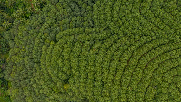 istock Aerial view rubber tree forest, Top view of rubber tree and leaf plantation. 1061673702