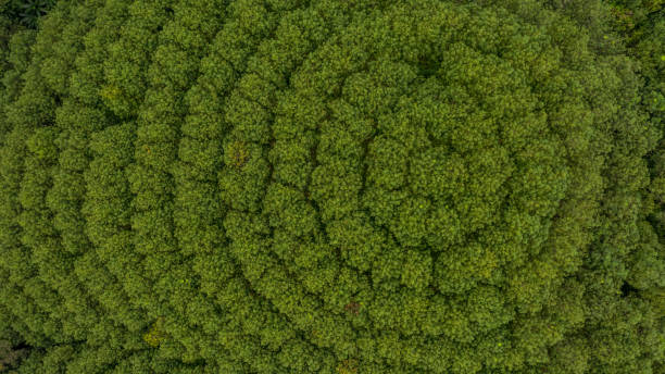 istock Aerial view rubber tree forest, Top view of rubber tree and leaf plantation. 1061673726