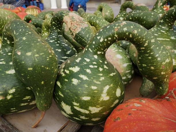 istock Pumpkins from Italy 1061674042