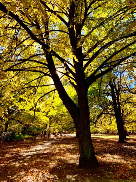 istock Wonderful fall sunlight in the public park 1061675874