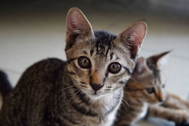 istock Gray cat with a blurry background 1061679872