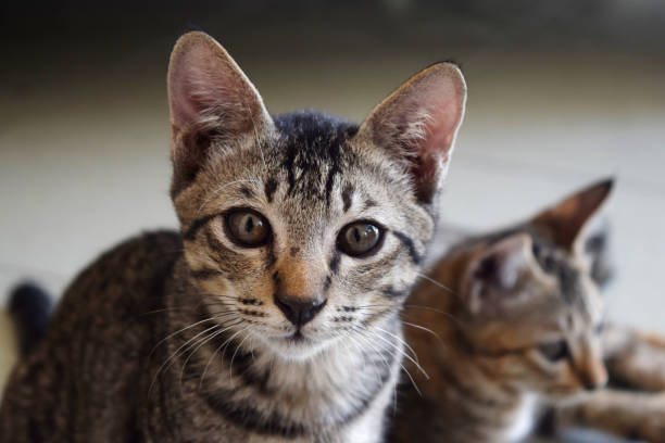 istock Gray cat with a blurry background 1061679874