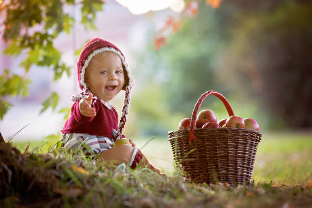 bambino che mangia mele in un villaggio in autunno. un bambino che gioca con le mele. i bambini raccolgono la frutta in un cesto. bimbo che mangia frutta al raccolto autunnale - orchard child crop little boys foto e immagini stock