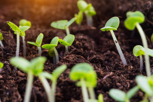 istock basil sprouts have sprouted in the ground