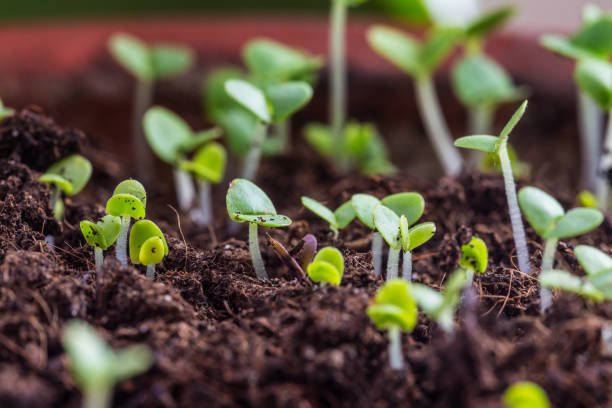 istock basil sprouts have sprouted in the ground
