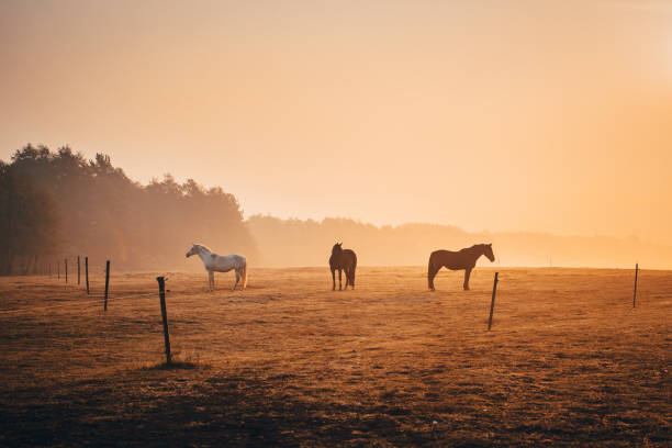istock Horses and autumn morning light 1061691220