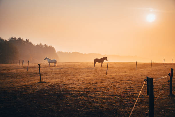 istock Black and white horse standing on autumn pasture 1061691346