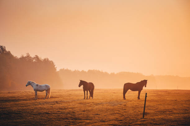 conjunto de caballos en niebla de la mañana de otoño naranja - horse child animal feeding fotografías e imágenes de stock