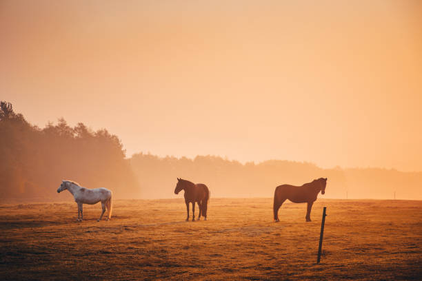 Photo of Horses together in orange autumn morning mist