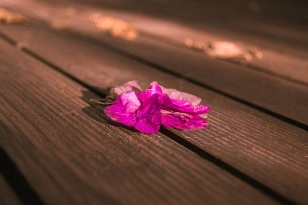 istock Pink leaves of autumn macro 1061691816