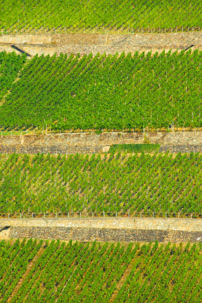 istock Rhine Germany Vineyards 1061694136