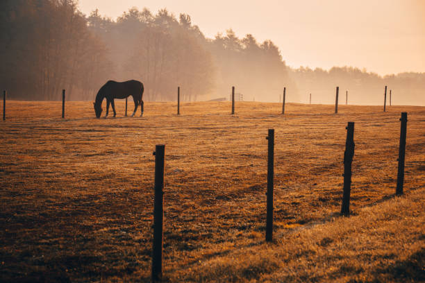 istock Horse on orange morning autumn pasture 1061694320