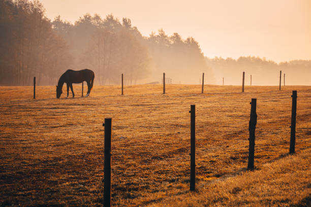 istock Autumn pasture, horse grassing alone, morning light in background 1061694862