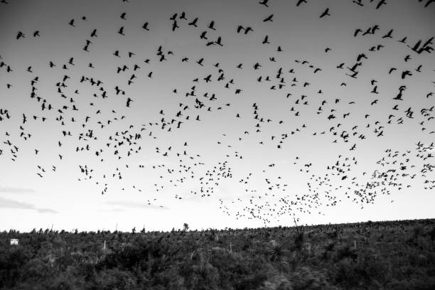 istock Group of birds flying over the sky 1061696562