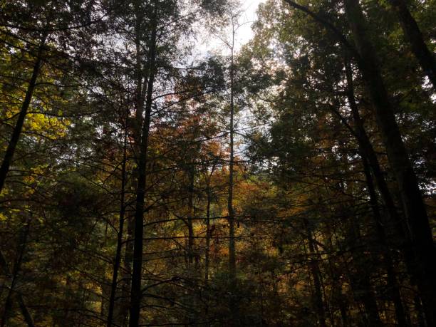 istock Dark forest of changing colors 1061697786