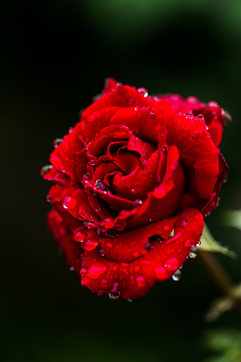 The display in the photo depicts the blossoming red rose bud.The grandeur of the blossoming bloom is outstanding. The vibrant colour, vitality, and the clarity of the flower are gorgeous.The bright red rose perfectly expresses the emotions of romance and abiding love. In addition to beauty and passion, red rose also symbolises courage. The red rose is also a symbol of power. The Rose is the queen of flowers. The rose flower diffuses heavenly fragrance and sends strong feelings of love, romance, and joy. The close-up view of the blossoming red rose bud looks very appealing. The dew drop that is falling down from the bud looks crystal clear and razor sharp.