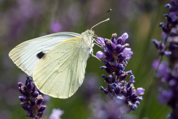 istock Butterfly on the flower 1061699624