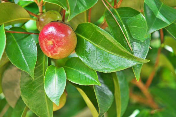 istock Camellia japonica 1061700268