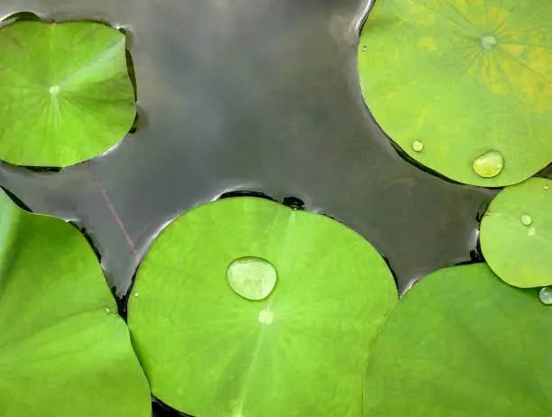 High Angle Tranquil View of Green Waterlily Leaves with Water Droplets