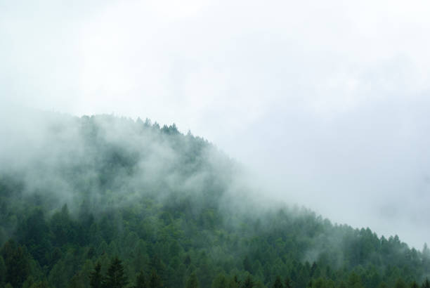 istock Low clouds above the pines in mountain 1061705252