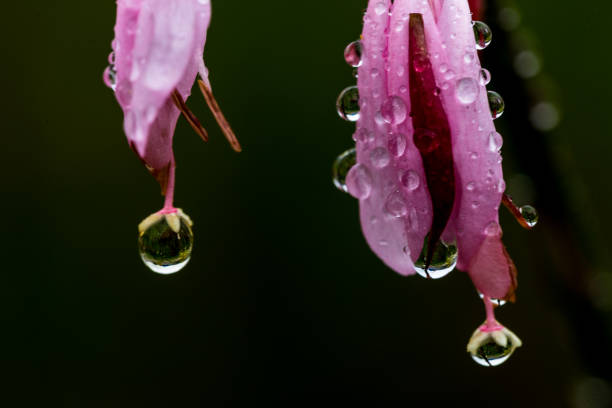 istock Vd737 Morning dew on the grass 1061707090