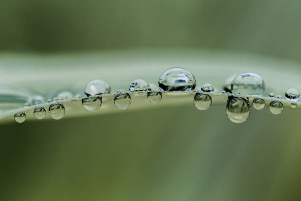 istock Vd737 Morning dew on the grass 1061707554