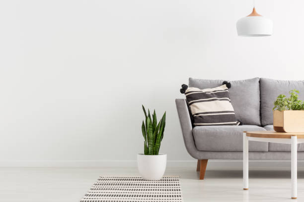 istock Plant on rug next to grey sofa in white living room interior with copy space on empty wall. Real photo 1061707610