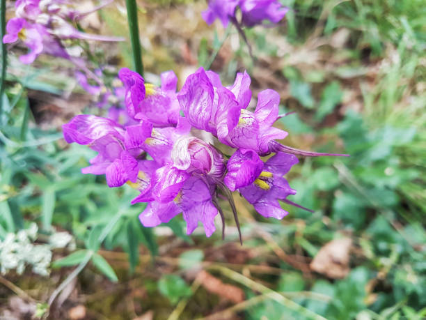 istock Pink flowers of three bird toadflax plant 1061711424