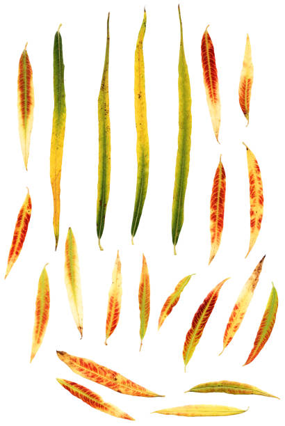Autumn leaves