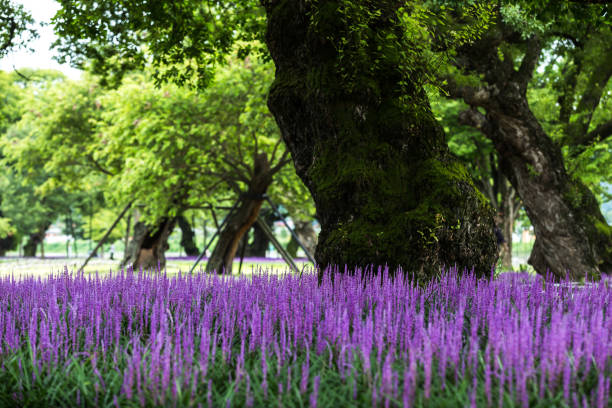 istock Vd737 Wang Dynasty in Wang willow forest 1061716322