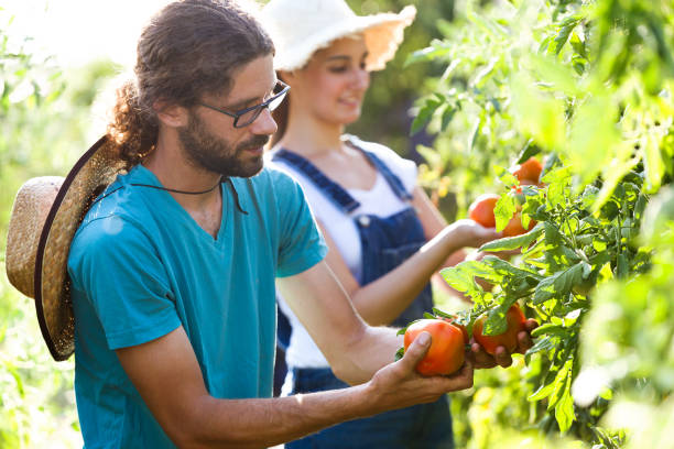 Horticulturist young couple harvesting fresh tomatoes and taking care the garden. Shot of horticulturist young couple harvesting fresh tomatoes and taking care the garden. community vegetable garden stock pictures, royalty-free photos & images