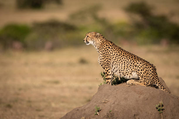 istock Cheetah sits on termite mound in savannah 1061718810