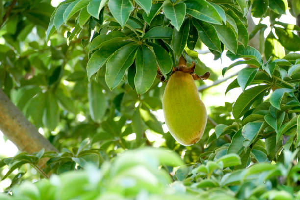 afrykańskie owoce baobabu lub chleb małpi - baobab fruit zdjęcia i obrazy z banku zdjęć