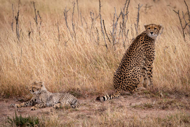 istock Cheetah sits with cub lying in grass 1061718944