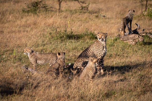 istock Cheetah sits with four cubs on savannah 1061718998
